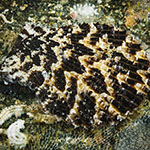 Mimachlamys punctata